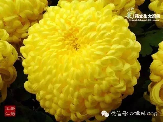 全世界的菊花太珍贵太齐全了赶紧收藏