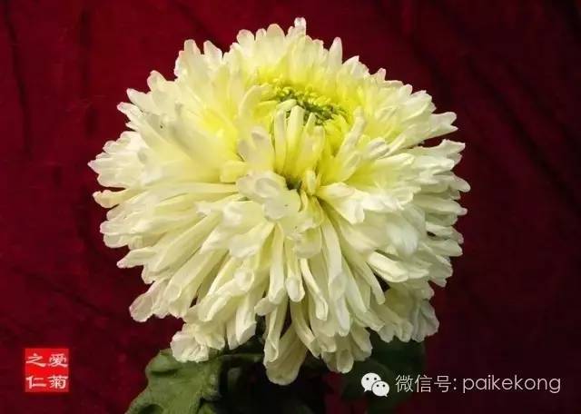 全世界的菊花太珍贵太齐全了赶紧收藏
