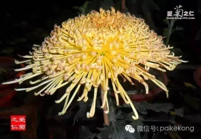 全世界的菊花太珍贵太齐全了赶紧收藏