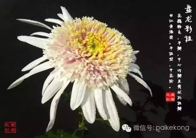 全世界的菊花太珍贵太齐全了赶紧收藏