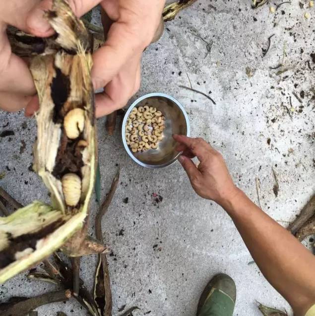 葛根生的虫不是天牛,而是紫茎甲(蟋蟀和金龟的合体.