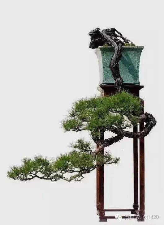 《笔走龙蛇》韩学年在盆景中,表达的却是树悬空定植的形式悬崖,本是指