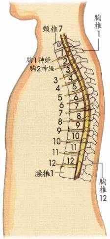 病在脊柱害在内脏