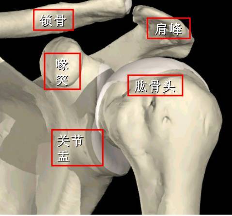 肩袖损伤的诊断和治疗