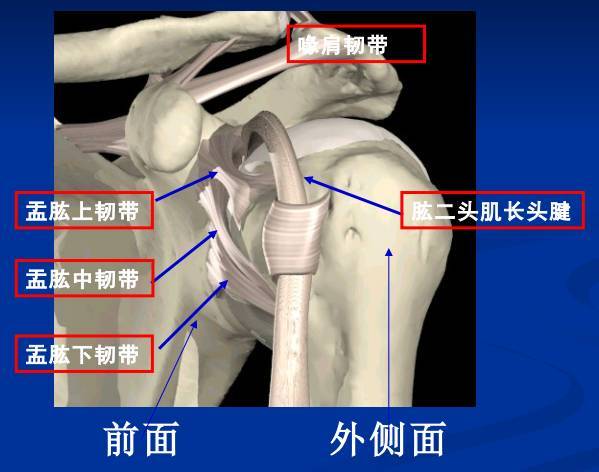 骨科精读 | 从解剖到诊断,带你了解肩袖损伤!