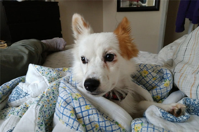 Moto Z2 Force外媒评测汇总 坚固耐用的模块化