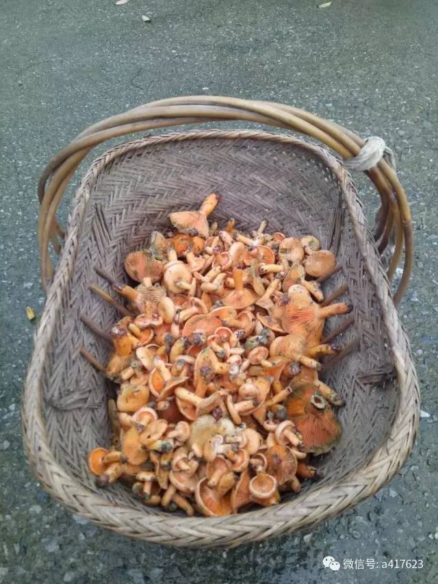 新化大雨过后,山上又长枞树菇了!大家快来捡!