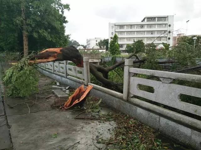 最新消息！台风“天鸽”已造成16人遇难