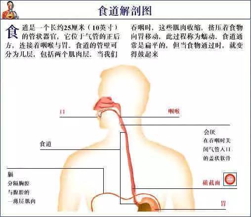 收藏有益史上最全的人体解剖全图