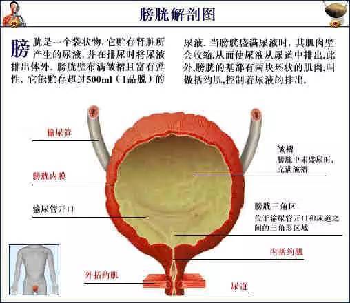 收藏有益史上最全的人体解剖全图