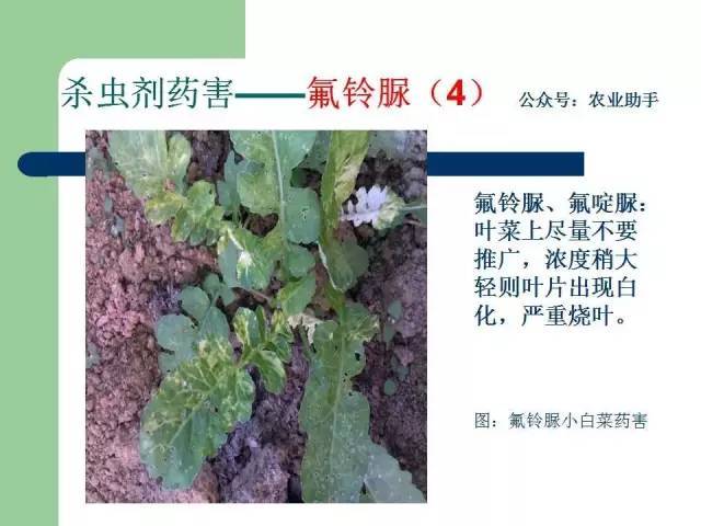 敌敌畏,丁醚脲,毒死蜱,氟铃脲,快螨特,噻唑膦,三唑磷,杀虫单,辛硫磷