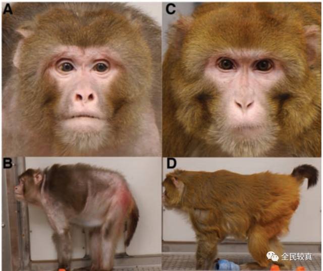 即使是猴子,也能看得出来左边的对照组猴子毛发更加稀疏,眼窝深陷无神