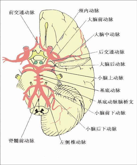 超详细!脑供血系统分类