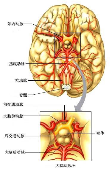 大脑前动脉; 5.前交通动脉; 6.大脑中动脉; 7.基底动脉.