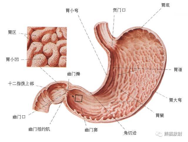 详细的消化道造影彩色解剖图