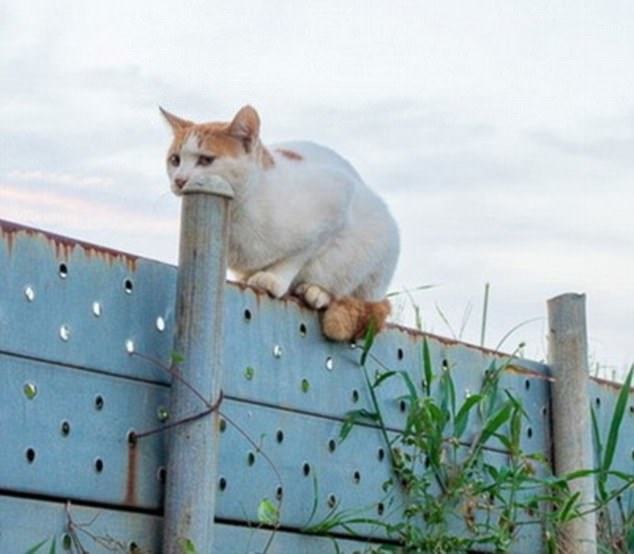 这只淡定的猫看起来似乎正要一口吞掉这根柱子. (来自:郭云神奇)