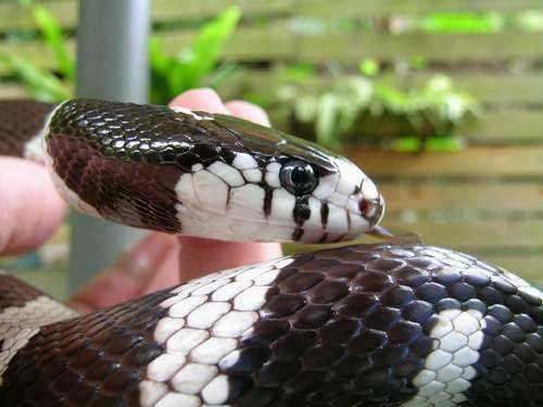 蛇界的孪生兄弟?黑白王蛇和银环蛇傻傻分不清