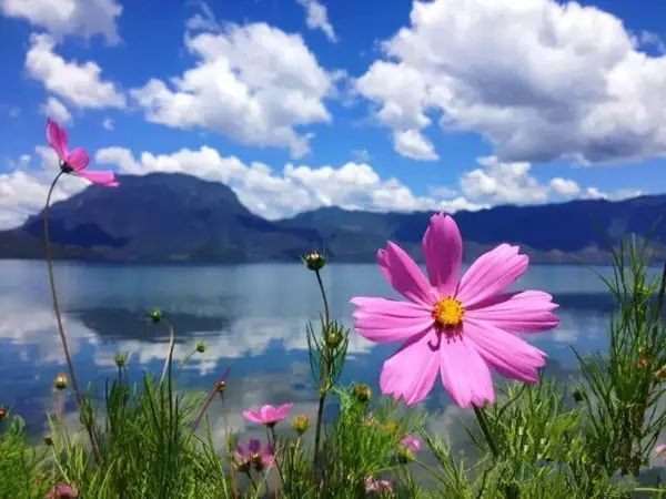 格桑花要开了!泸沽湖迎来一年里最美季节多图)