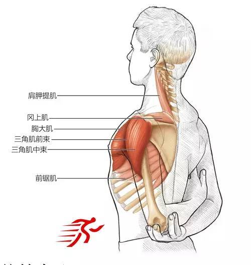 肩部拉伸运动的系统训练