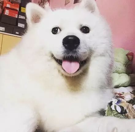 未婚的萨摩耶意外怀孕生子……你们给看看，这孩子它爸是谁？