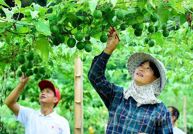 郴州嘉禾县石桥镇扩种罗汉果面积达600多亩