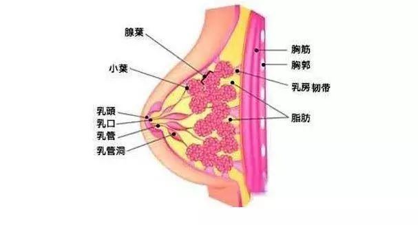 如果腋下淋巴出现淤结和堵塞就会影响到胸腺的健康.同样.