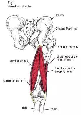 看图, 腘绳肌不是一条肌肉,而是由半腱肌,半膜肌,股二头肌组成的.