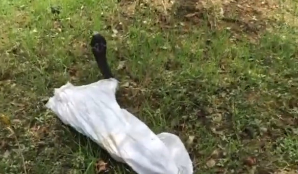 湘潭湖湘公园有人放生眼镜蛇 放蛇人现已被找