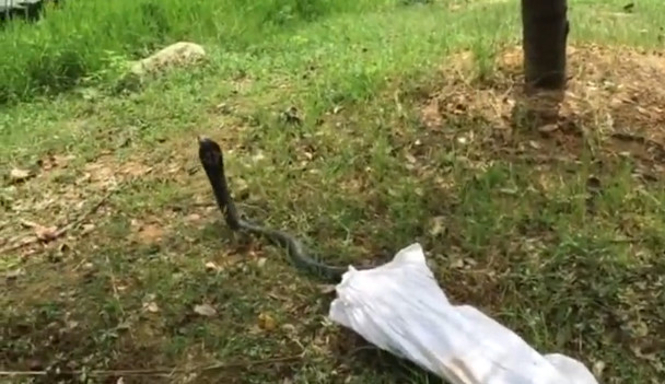 湘潭湖湘公园有人放生眼镜蛇 放蛇人现已被找