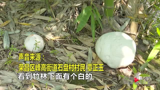 重庆现一超大号野生菌 周长达1米比篮球还大