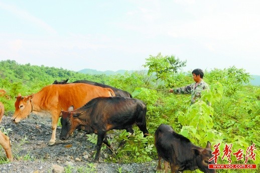 新化县塘冲村:满脚黄泥荒山 寻宝