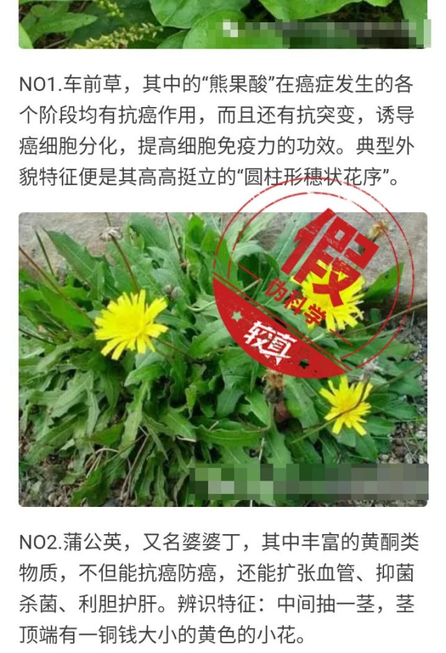 健康早报:吃鱼腥草,车前草,蒲公英能抗癌?没作用