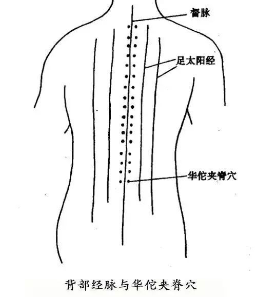 背俞穴及华佗夹脊穴