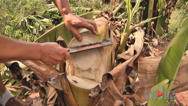 脑洞大开!男子将香蕉树芯做成招牌菜