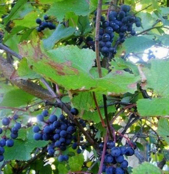 农村山上的记忆,你还记得这些食物的味道吗,吃过的来
