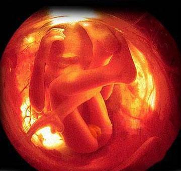 胎宝宝在妈妈肚子里最怕什么?原来他们这么敏