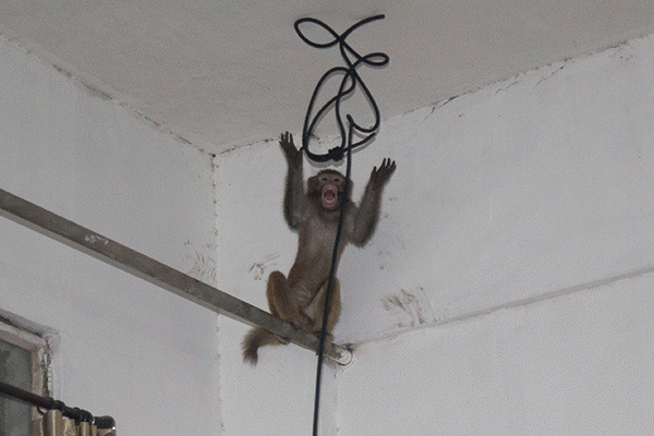 杭州现人猴大战 这只猴游荡了3天被五花大绑