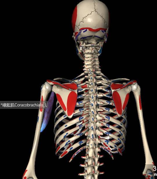 coracobrachialis muscle