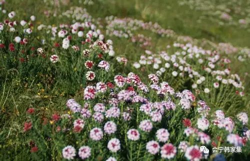 会宁老家山坡坡上的狗蹄子花