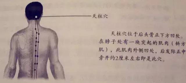 天柱穴位于后脑骨正下方凹处.