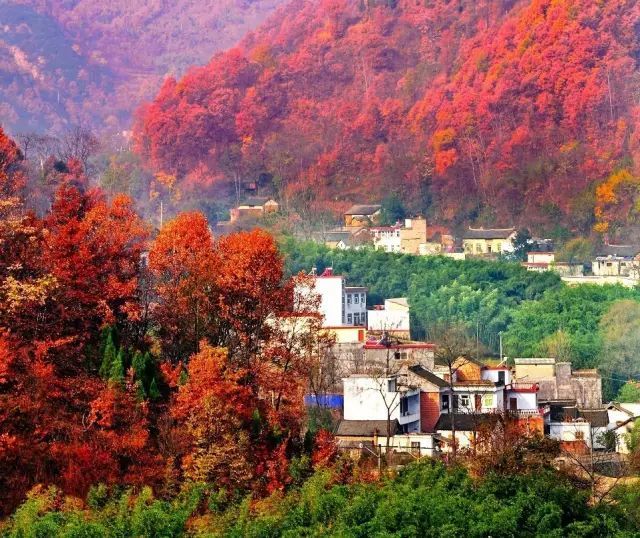 要火！洛阳这三个景点跻身全国一线行列