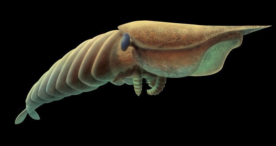 它是史前第一巨虾,攻击力极强,称霸远古海域数千万年