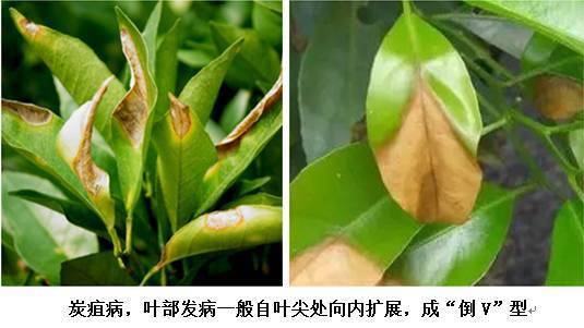 柑橘炭疽病防治药剂大全