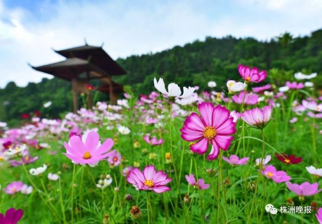 株洲要在这个地方投资几十个亿 你家住这里就