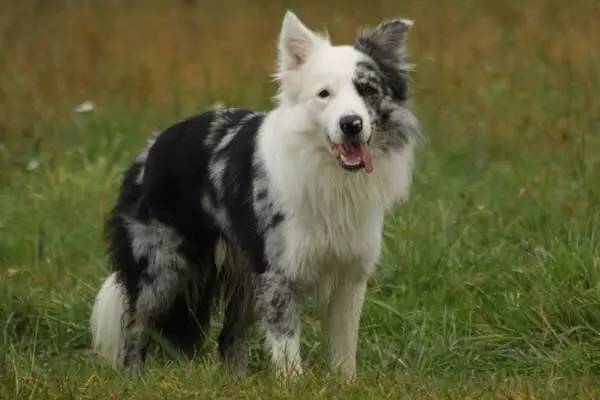 边境牧羊犬的智力可以从这几个方面去考察