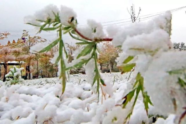 多地气温大跳水骤降10℃ 东北局地已降至零下