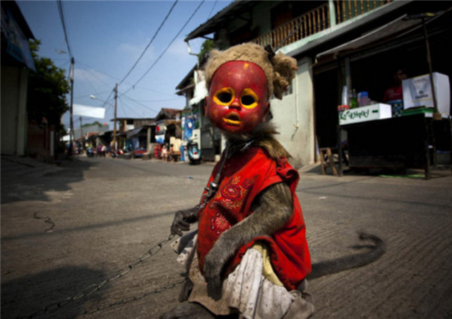 印尼路边现假面猕猴:猴子扮成金发粉衣洋娃娃