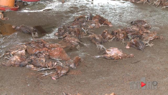 8000只鸡被淹死 女子半小时损失20万
