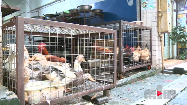 活禽店鸡鸭叫得欢还臭气熏天 附近居民不堪其