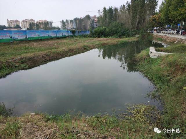 长葛一河流内大雨过后死了一大片鱼 有人怀疑